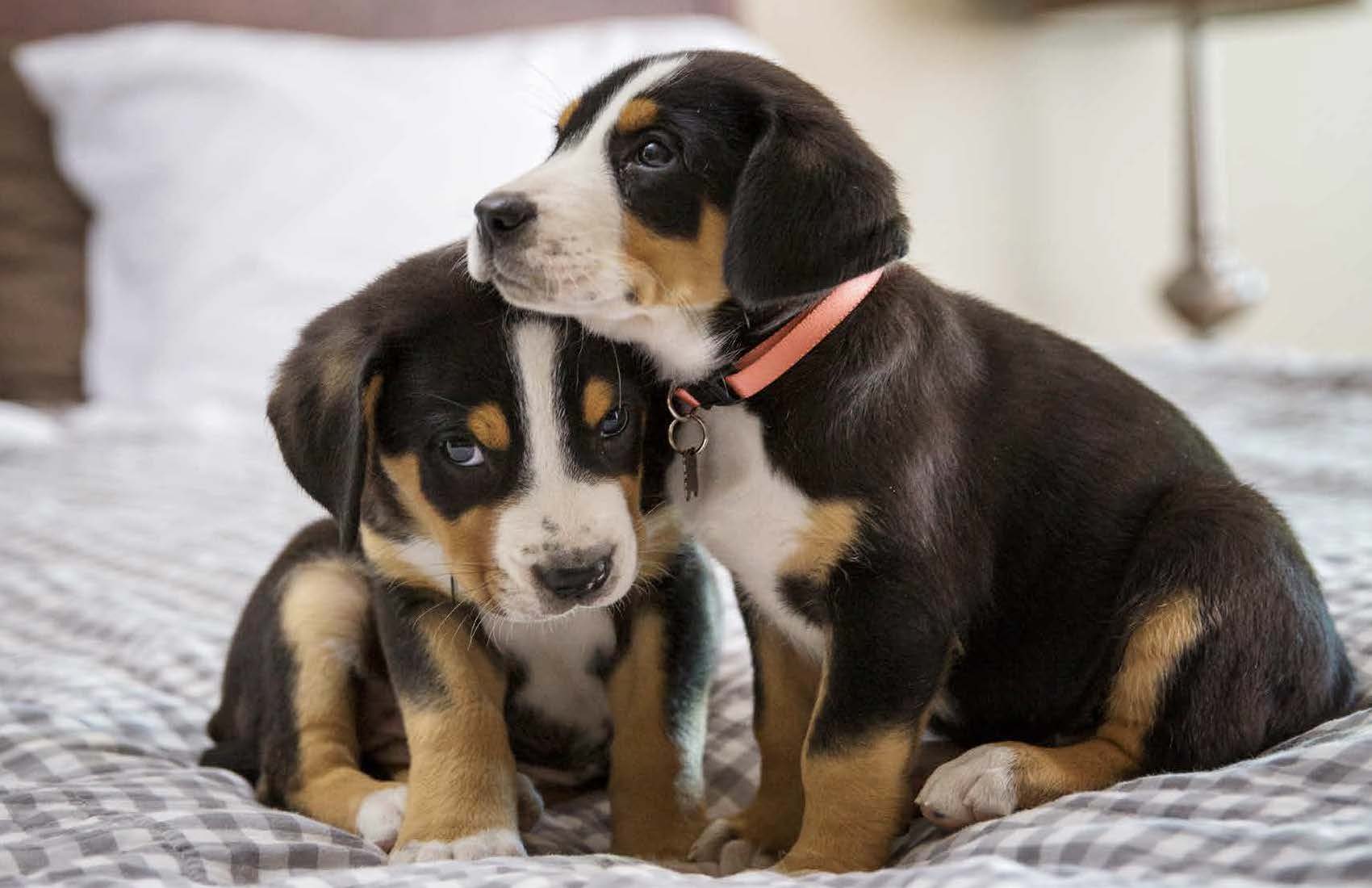 JM_Animals_2018_Page_02_Image_0001