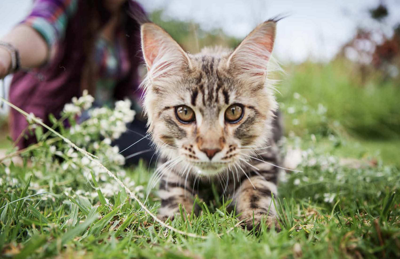 JM_Animals_2018_Page_90_Image_0001